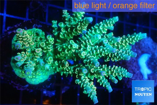 Acropora green golden & purple tip 6-8 cm WYSIWYG acclimaté