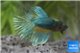 Betta halfmoon blue & orange mâle 5-7 cm WYSIWYG acclimaté