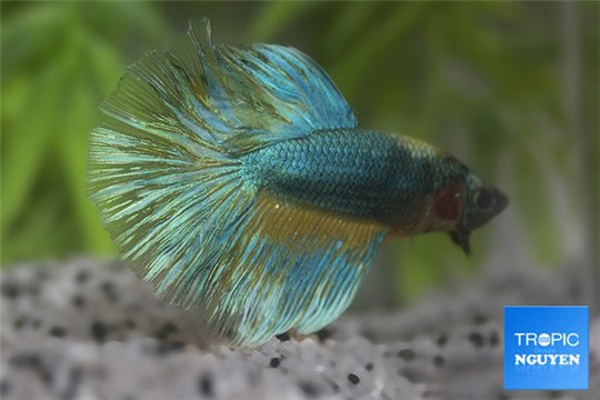 Betta halfmoon blue & orange mâle 5-7 cm WYSIWYG acclimaté