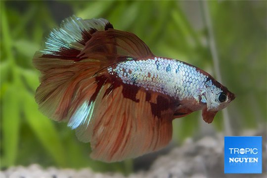 Betta halfmoon dragon white face premium mâle 5-7 cm WYSIWYG acclimaté