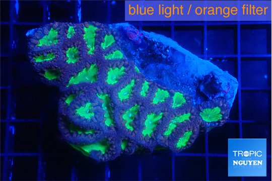 Blastomussa wellsi red green premium 6-8 cm WYSIWYG acclimaté