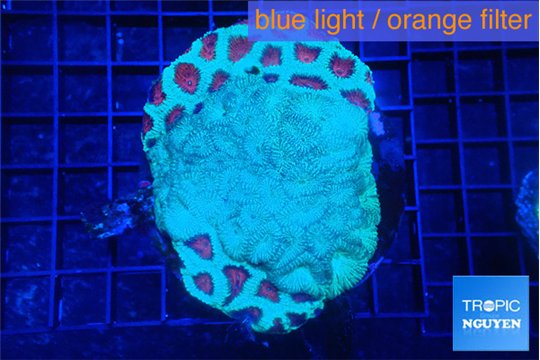 Favia graphted green & green moster 6-8 cm WYSIWYG acclimaté