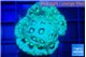 Favia green gold Australia 3-4 cm WYSIWYG acclimaté
