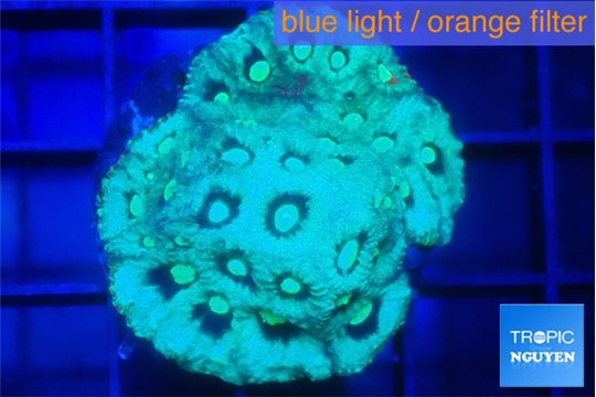 Favia green gold Australia 3-4 cm WYSIWYG acclimaté