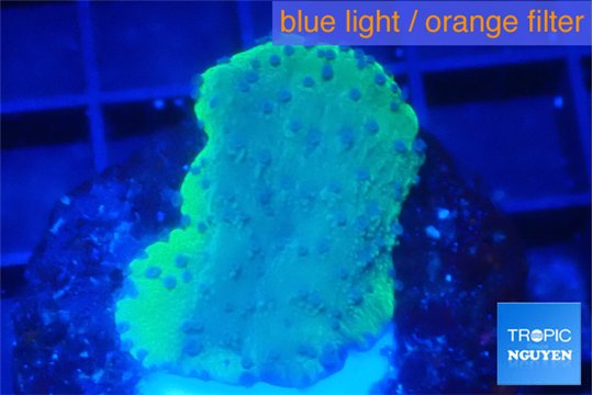 Montipora purple blue polyps 2-4 cm WYSIWYG acclimaté