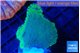 Montipora purple blue polyps 3-4 cm WYSIWYG acclimaté