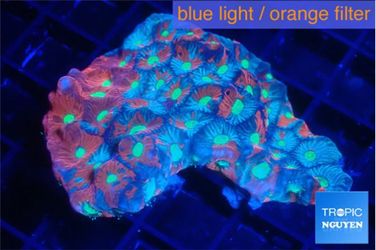 Favia tricolor Aussie 4-6 cm WYSIWYG acclimaté