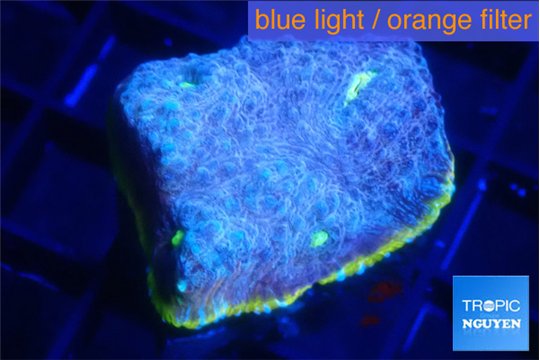 Echinophyllia purple gold 3-4 cm WYSIWYG acclimaté