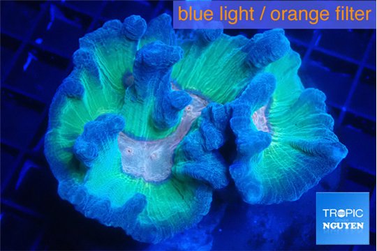 Pectinia orange earth 5-8 cm WYSIWYG acclimaté