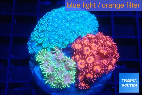 Goniopora garden mix color premium 5-9 cm WYSIWYG acclimaté