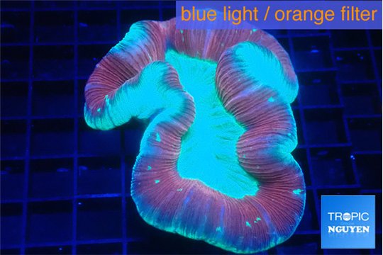 Trachyphyllia red green 4-7 cm WYSIWYG acclimaté