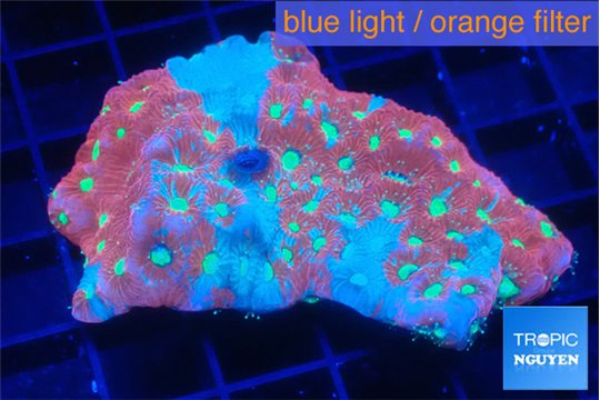 Favia tricolor Aussie 4-6 cm WYSIWYG acclimaté