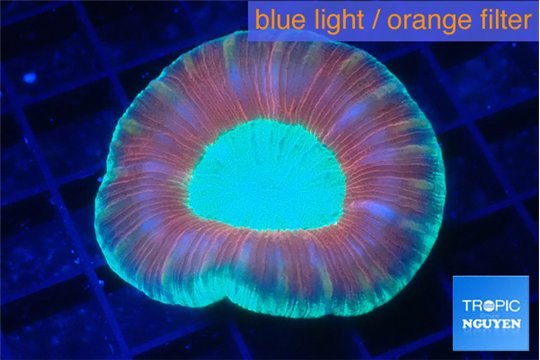 Trachyphyllia red green 3-6 cm WYSIWYG acclimaté