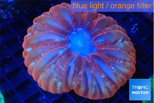 Cynarina red blue PREMIUM 5-8 cm WYSIWYG acclimaté