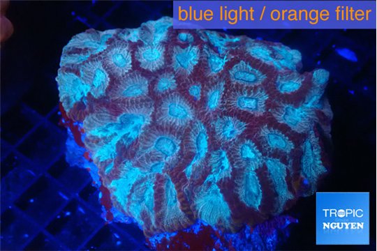 Favia red blue 6-10 cm WYSIWYG acclimaté