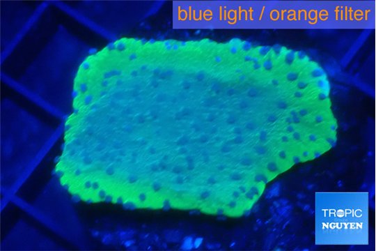 Montipora purple blue polyps 2-4 cm WYSIWYG acclimaté