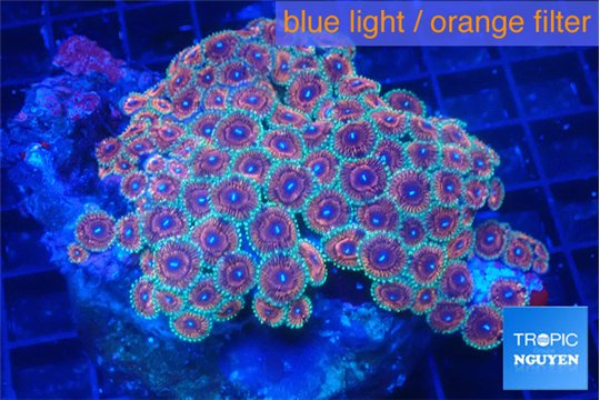 Zoanthus pink diamond 9-12 cm WYSIWYG acclimaté