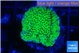 Montipora green 2-4 cm WYSIWYG acclimaté
