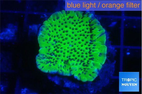 Montipora green 2-4 cm WYSIWYG acclimaté