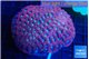 Favia red neon green spot 7-12 cm WYSIWYG acclimaté