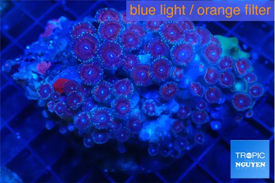 Zoanthus pink diamond 9-14 cm WYSIWYG acclimaté