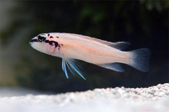 Chalinochromis brichardi 4-5.