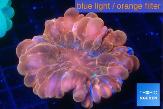 Ricordea yuma gold purple 3-5 cm WYSIWYG acclimaté