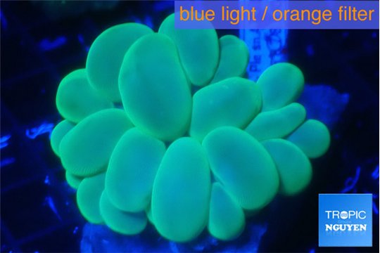 Cynarina red blue 4-7 cm WYSIWYG acclimaté