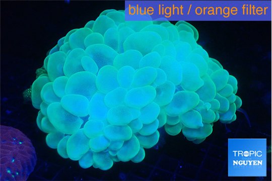 Plerogyra golden green 7-12 cm WYSIWYG acclimaté