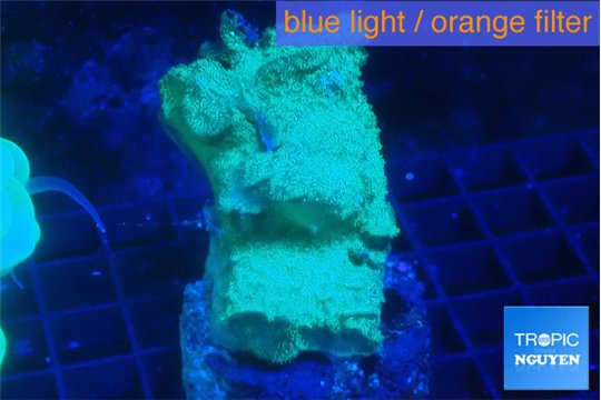 Leptoseris neon green 3-5 cm WYSIWYG acclimaté