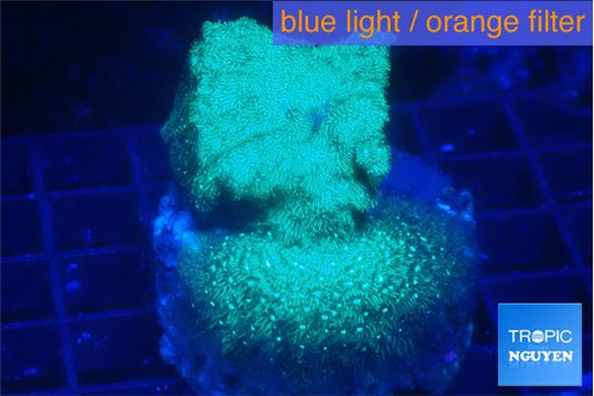 Leptoseris neon green 3-5 cm WYSIWYG acclimaté