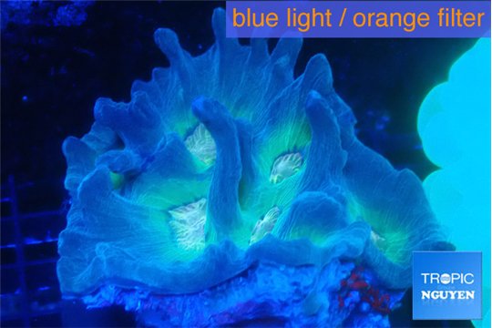 Pectinia orange earth 7-11 cm WYSIWYG acclimaté