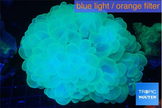 Plerogyra golden green 7-12 cm WYSIWYG acclimaté