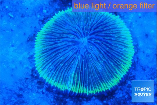 Fungia green 4-6 cm WYSIWYG acclimaté