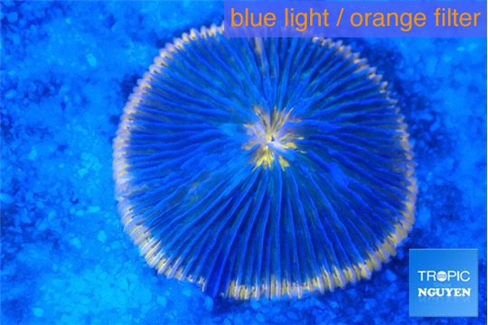 Fungia sunset purple 4-6 cm WYSIWYG acclimaté