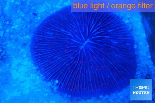 Fungia purple 4-7 cm WYSIWYG acclimaté