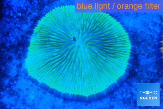 Fungia green 4-6 cm WYSIWYG acclimaté