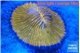 Fungia gold & yellow polyps with purple line 4-6 cm WYSIWYG acclimaté