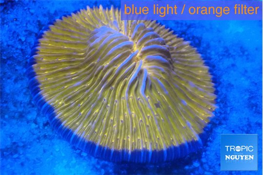 Fungia gold & yellow polyps with purple line 4-6 cm WYSIWYG acclimaté