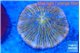 Fungia gold & yellow polyps with purple line 4-6 cm WYSIWYG acclimaté