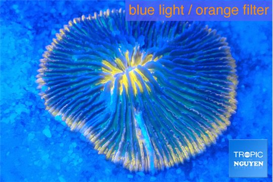 Fungia sunset purple 4-6 cm WYSIWYG acclimaté