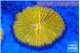 Fungia gold 4-6 cm WYSIWYG acclimaté