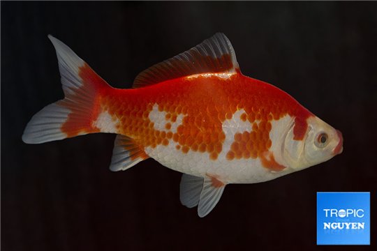 Sarasa premium 15-20 cm WYSIWYG acclimaté