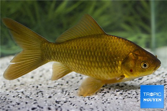 Comète cooper premium 10-15 cm WYSIWYG acclimaté