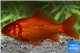 Poisson rouge 10-15 cm WYSIWYG acclimaté