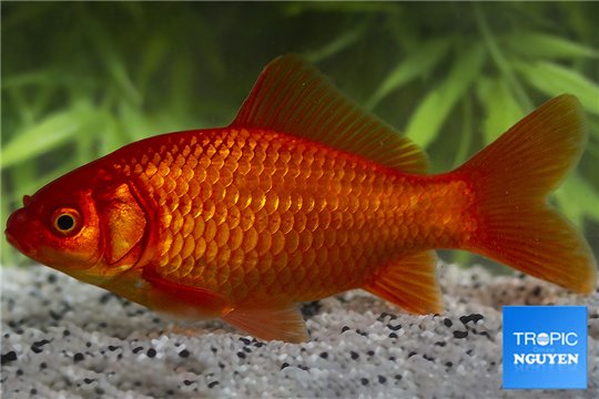 Poisson rouge 10-15 cm WYSIWYG acclimaté