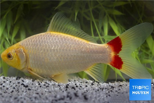 Sarasa premium 12-15 cm WYSIWYG acclimaté