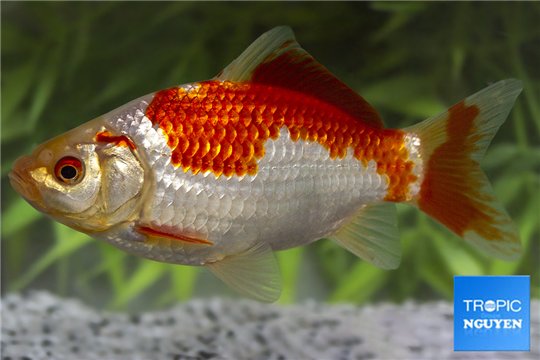 Sarasa premium 12-15 cm WYSIWYG acclimaté