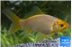 Poisson rouge golden white 10-15 cm WYSIWYG acclimaté
