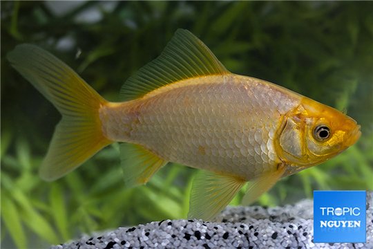 Poisson rouge golden white 10-15 cm WYSIWYG acclimaté
